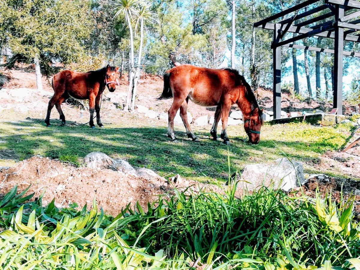 Апартаменти Quinta Do Cambeiro Віана-ду-Каштелу Екстер'єр фото
